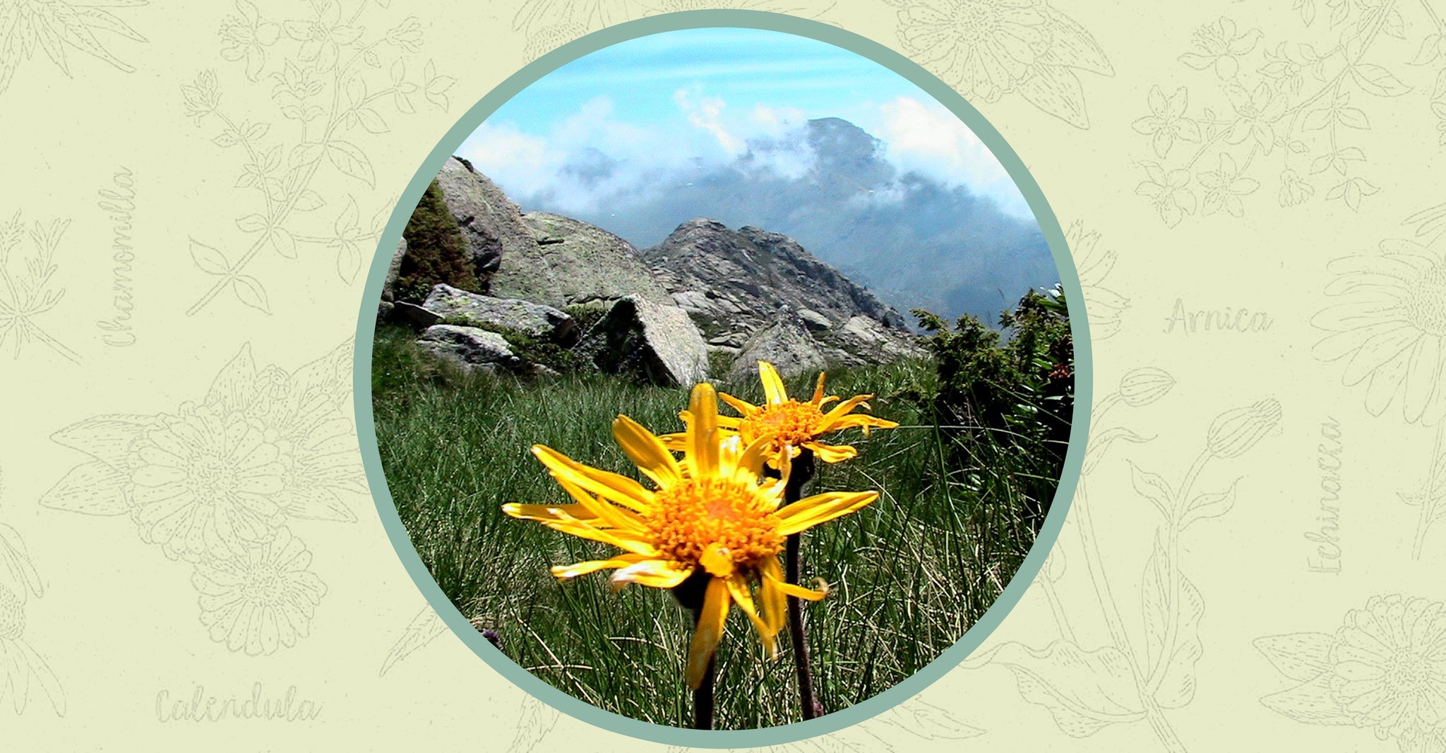 Does Arnica Really Work? - How Long Does It Take For Arnica To Work